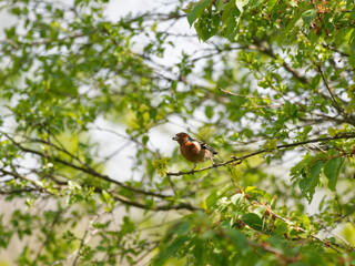 Buchfink, Fringilla coelebs