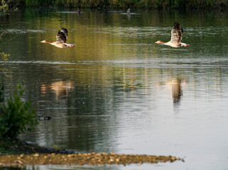 Graugans, Anser anser