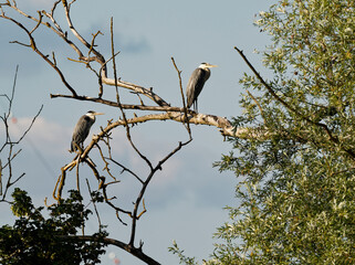 Graureiher, Ardea cinerea