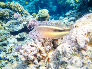 Paracirrhites forsteri in a coral reef of the Red Sea