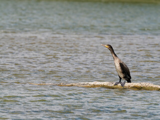 Kormoran, Phalacrocorax carbo