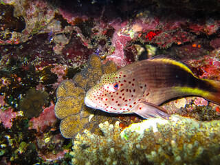 Paracirrhites forsteri in a coral reef of the Red Sea
