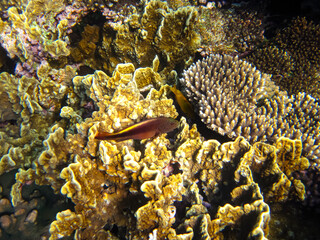 Paracirrhites forsteri in a coral reef of the Red Sea