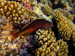 Paracirrhites forsteri in a coral reef of the Red Sea