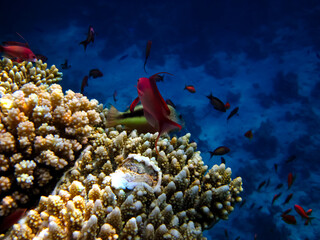 Paracirrhites forsteri in a coral reef of the Red Sea