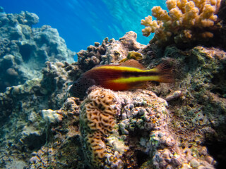 Paracirrhites forsteri in a coral reef of the Red Sea