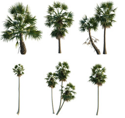Fototapeta premium Borassus flabellifer png transparent