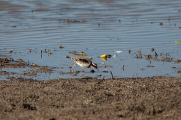 A Black-fronted dotterel (Elseyornis melanops) in the wetlands of far north queensland, Australia.