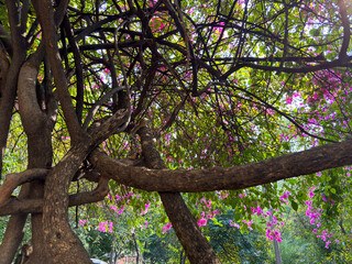 Boganveillia pink flowers on the tree in a home garden