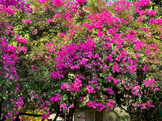 Boganveillia pink flowers on the tree in a home garden
