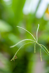 Tettigoniidae is climbing on Eleusine indica
