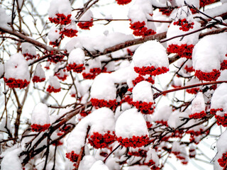 berries on the branches of mountain ash covered with snow