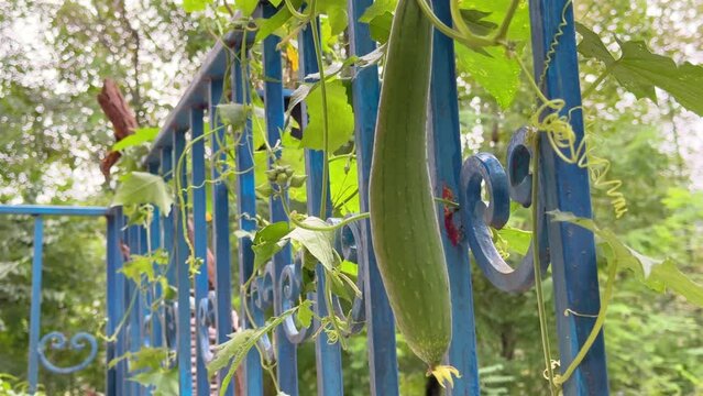 Sponge gourd flower plant cucumber to use washing dishes or body in bathroom natural texture grown in backyard in wet rural village climate forest landscape in the town Iran family life in nature