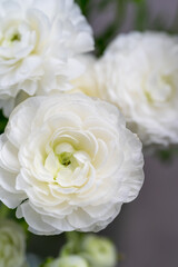 White Peony Flower Closeup