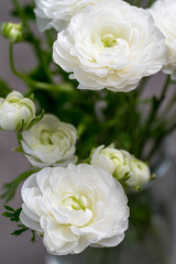 White Peony Flower Closeup