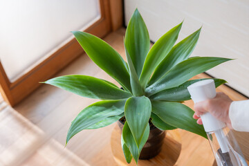 観葉植物　葉水