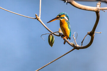 Beautiful birds in Bangladesh