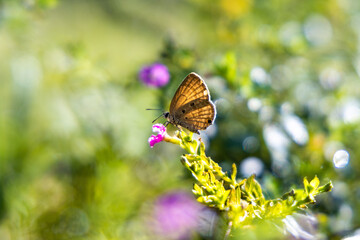 Beautiful butterfly in Bangladesh