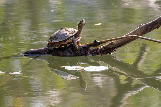 Animal in Nation Garden of Bangladesh