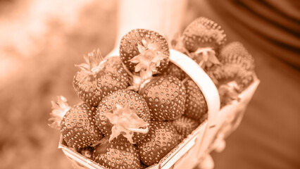Hand holding basket with pile of fresh strawberries after harvest on organic strawberry farm. Image toned in Peach Fuzz color of the year 2024. Strawberries ready for export.