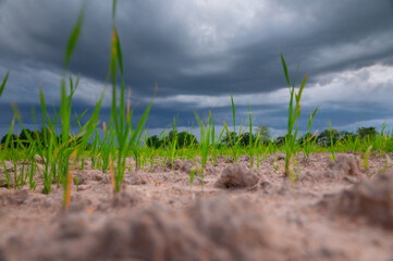 Green rice field with dry soil, famer wait for rain water in Thailand