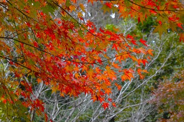 Leaf-peeping is called 'Momiji-gari' in Japan. Japanese people value the seasons, and enjoy cherry blossom viewing in the spring, and go to see the autumn leaves in the fall.