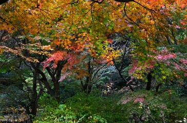 Leaf-peeping is called 'Momiji-gari' in Japan. Japanese people value the seasons, and enjoy cherry blossom viewing in the spring, and go to see the autumn leaves in the fall.