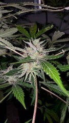 Watermelon Automatic