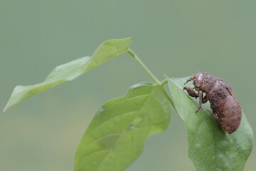 The remaining skin from the molting process of an evening cicada is stuck to the leaves. This...