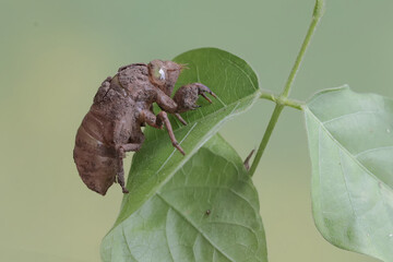 The remaining skin from the molting process of an evening cicada is stuck to the leaves. This...