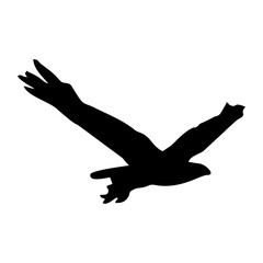 silhouette of a black bird in flight