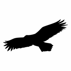 silhouette of a black bird in flight