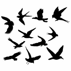 silhouette of a black bird in flight