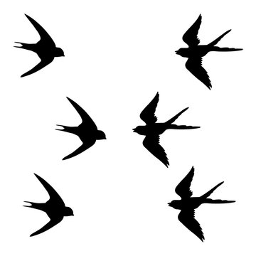 silhouette of a black bird in flight