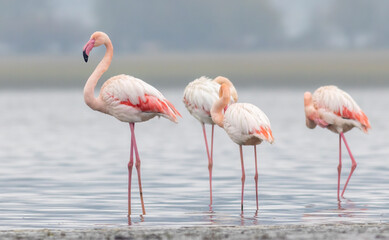 Greater flamingo`s flock in national park in Greece © georgigerdzhikov