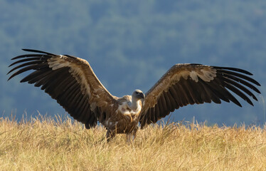 Griffon Vulture (Gyps fulvus) on feeding station