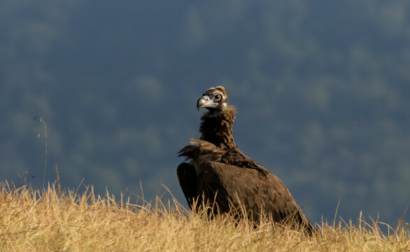 Cinereous vulture sitting on feeding station