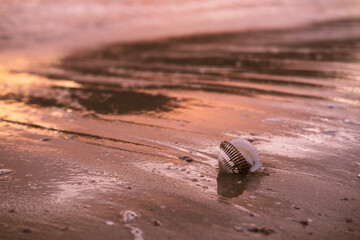 Scallop shell on wet sand in the rays of the dawn sun.