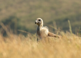 Griffon Vulture (Gyps fulvus) on feeding station