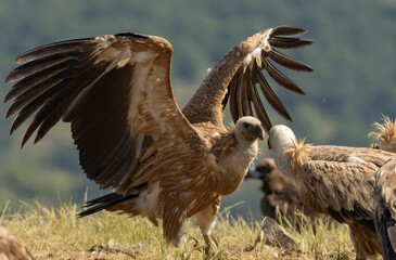 Griffon Vulture (Gyps fulvus) on feeding station