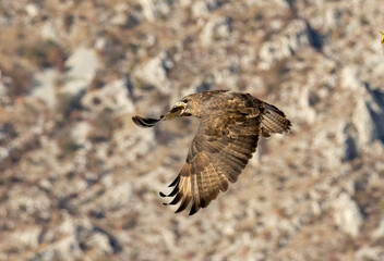 Common Buzzard in autumn mountain
