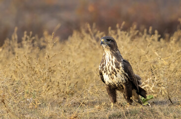 Common Buzzard in autumn mountain