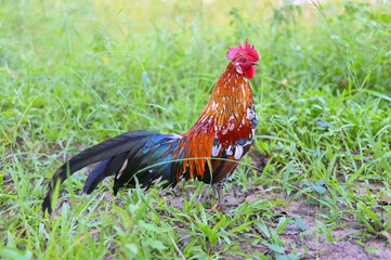 Red Junglefowl - Gallus gallus tropical bird in the family Phasianidae. It is the primary progenitor of the domestic chicken (Gallus gallus domesticus)