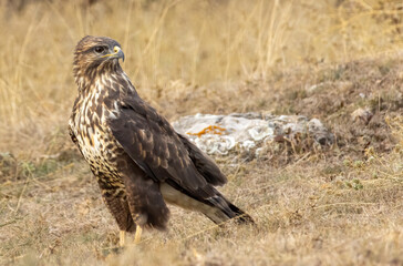 Common Buzzard in autumn mountain