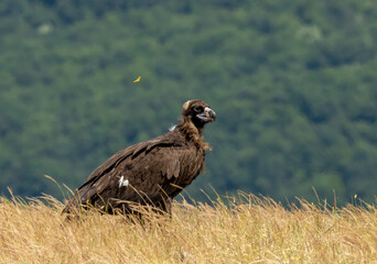 Cinereous vulture sitting on feeding station