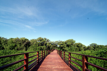 wooden bridge in the forest