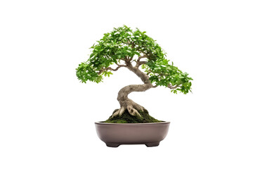 A bonsai tree is a miniature, carefully cultivated tree that is grown in a container, emphasizing the art of dwarfing and shaping living trees. The word "bonsai" is of Japanese origin 