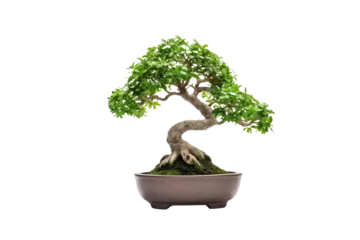 Fotobehang A bonsai tree is a miniature, carefully cultivated tree that is grown in a container, emphasizing the art of dwarfing and shaping living trees. The word "bonsai" is of Japanese origin  © Tor Gilje