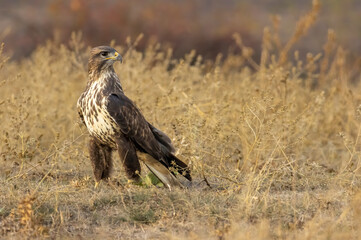 Common Buzzard in autumn mountain