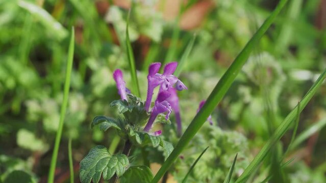 野原に咲くホトケノザの花